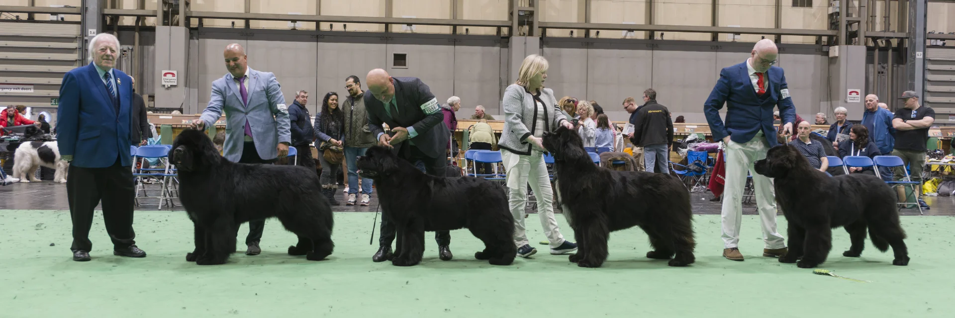 Winners line-up at Crufts 2024