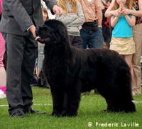 Ch. Sandbears Americano