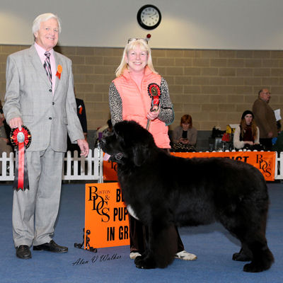 Kalibah Best Of British winning the Puppy Working Group at Boston