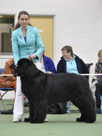 Ch. Priorscove Ebony Eclipse, ShCM