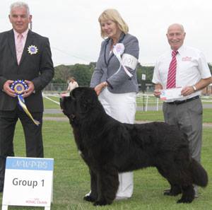 New Angels Myguy at Millthorpe winning Reserve Best Puppy in Show at National Working & Pastoral Breeds Society