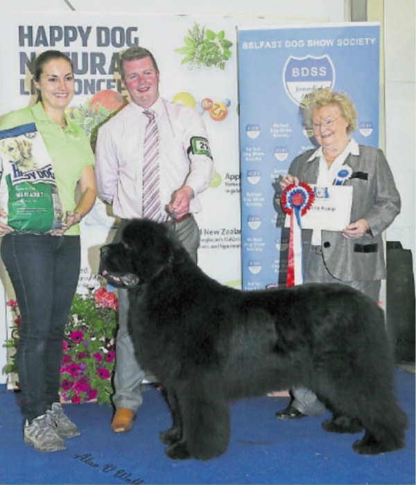 Den. Ch., Ch., Ir. Ch. Brooklynbear Nijinsky at Belfast Dog Show Society