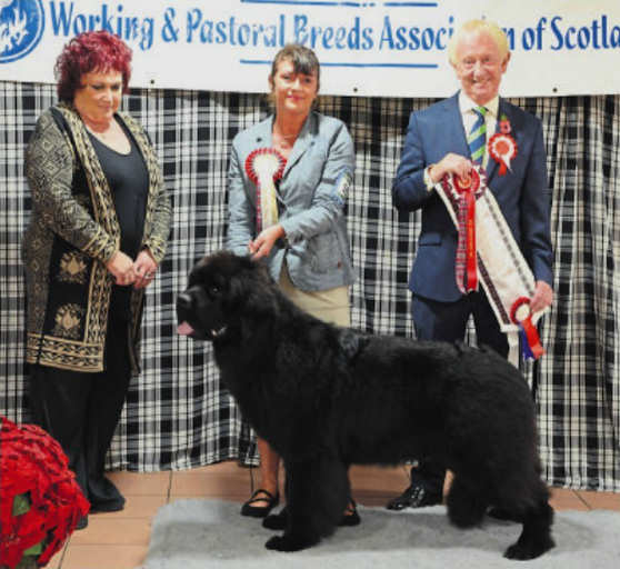 Cape Lewisporte Nirvana at Darkpeak winning Best Puppy in Show at Working & Pastoral Breeds Association of Scotland