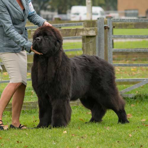 Top Winning Puppy 2015 - Cape Lewisporte Nirvana at Darkpeak