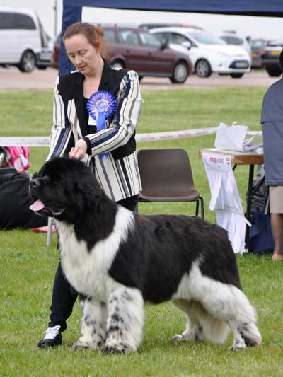 Ch. Hanningfield Black Ice, JW ShCM