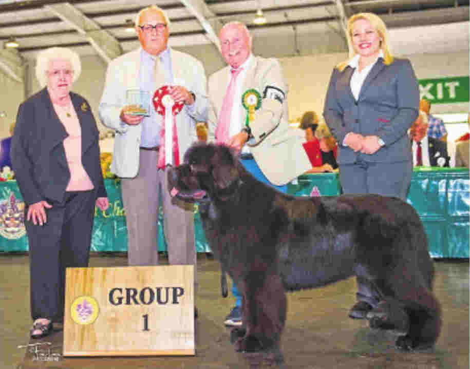 Merrybear D'Artagnan, winner of Working Group at Paignton & District Fanciers' Association 2016