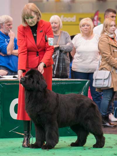 Ch. Merrybear Euphoria at Millthorpe, JW ShCM