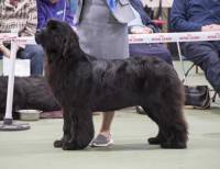 Top Winning Puppy 2016 - Nandobears I'm What I'm Camnoire