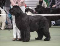 Top Winning Bitch 2016 -  Int. Ch., Lux. Ch., Belg. Ch., Ch. New Angels Million Dollar Baby, JW