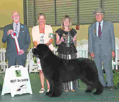 Ch. Sandbears Better Than Ever, JW as Best In Show at East Of England Agricultural Society 2016