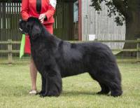 Top Winning Newfoundland 2016 - Ch. Sandbears Better Than Ever, JW