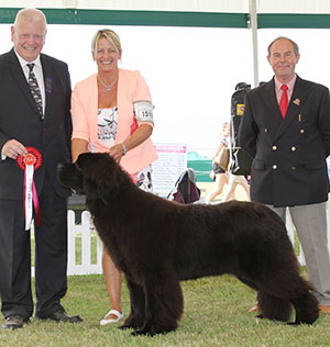 Sandbears Mister America, winner of Working Group Puppy at Bournemouth Canine Association 2016