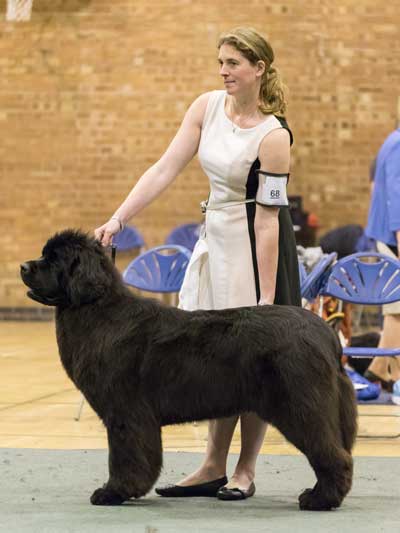 Ch. King Of Helluland Edge Of Glory for Morrelham