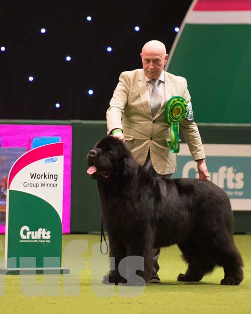 Ch. Merrybear D'Artagnan at Crufts