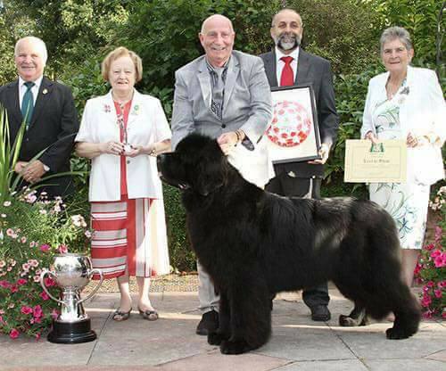 Ch. Merrybear D'Artagnan at Paignton after winning Best In Show