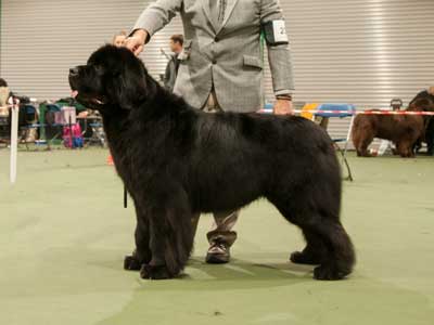 Top Winning Newfoundland 2017 - Ch. Merrybear D'Artagnan