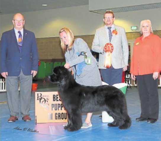 Nandobears I'm What I'm Camnoire winning Best Puppy in Show at Boston & District Canine Society