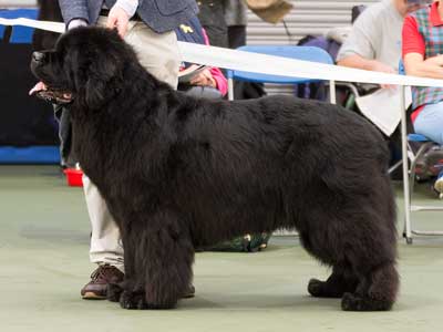 Top Winning Veteran 2018 - Ch. Albanywater Sea Dancer at Davistell, ShCM