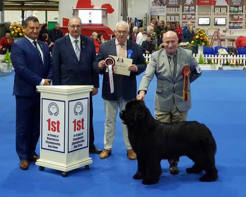 Ch. Nandobears I'm What I'm Camnoire JW ShCM winning the Working Group at Manchester Dog Show Society