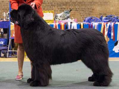 Top Winning Dog 2018 - Ch., Am. Ch. Mainland Anchorbay Now I Know My ABC's