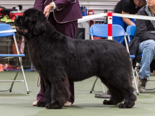 Top Winning Puppy 2018 - Millthorpe Mr Rochester, JW