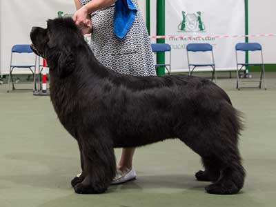 Top Winning Newfoundland 2018 - Ch. Nandobears I'm What I'm Camnoire, JW ShCM