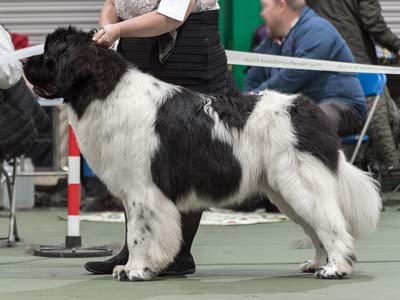 Top Winning Puppy 2019 - Bridgestone Loch Lomond, JW