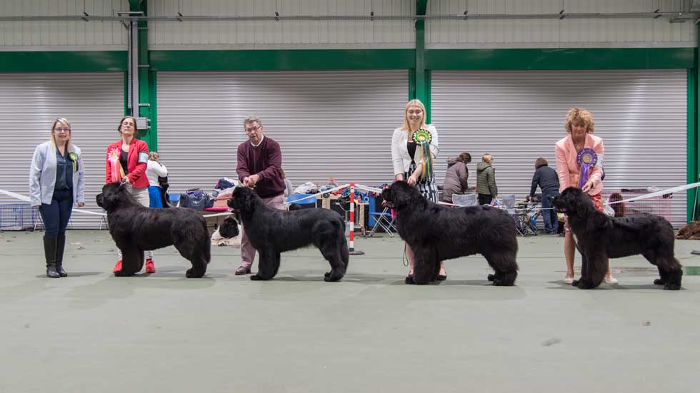 Newfoundland winners line-up from the Newfoundland Club Championship Show, October 2019