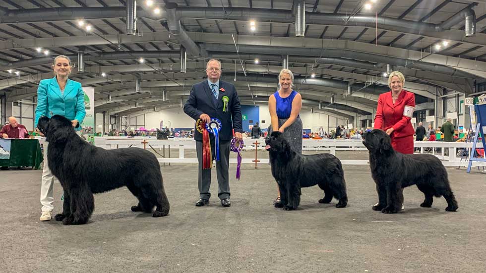 Newfoundland winners line-up from the Newfoundland Club Open Show (at W&PBAoS), November 2019