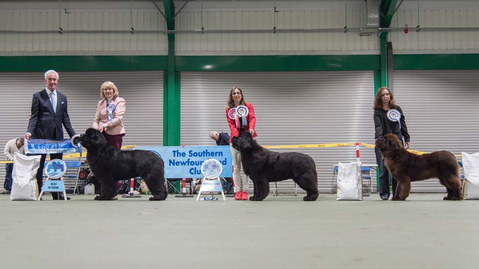 Newfoundland winners line-up from the Southern Newfoundland Club Championship Show, November 2019
