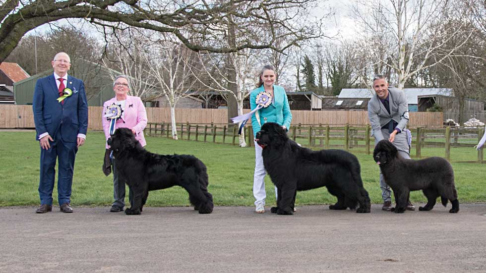 Newfoundland winners line-up from the Newfoundland Club Open Show, February 2020