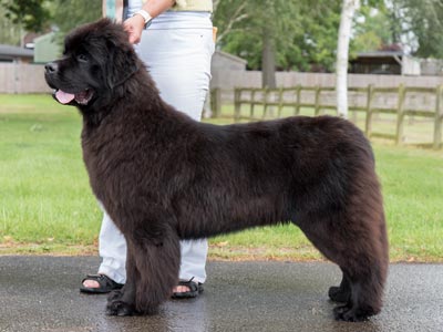 Top Winning Puppy 2021 - Mileoak Loch Ness