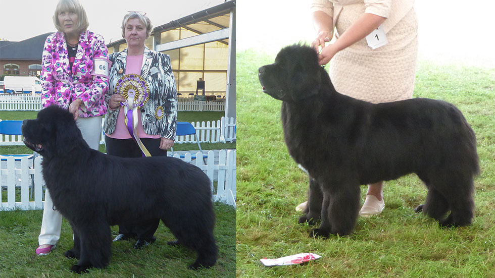 Newfoundland winners line-up from the Newfoundland Club Championship Show, September 2021