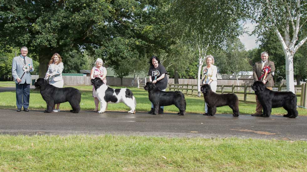 Newfoundland winners line-up from the Newfoundland Club Open Show, August 2021