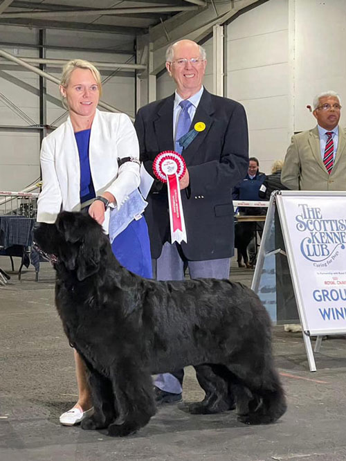 Ch. Nandobears I'm What I'm Camnoire, JW ShCM winning the Working Group at Scottish Kennel Club