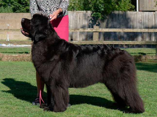 Ch. Darkpeak Starlight Express