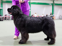 DAVISTELL BABEE LOVE AT CHRISHELKATE