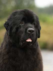 Ir. Ch. SNUGINES EBONY NECTAR