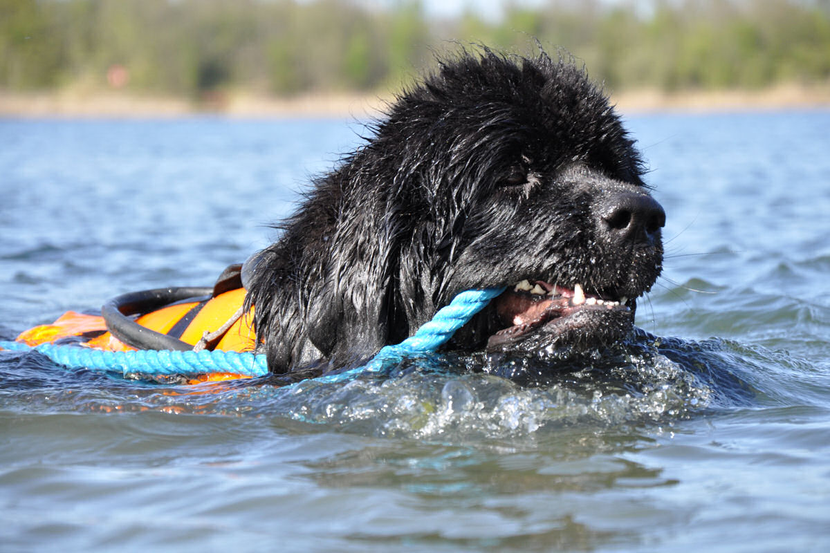 A super shot of a Newfoundland towing