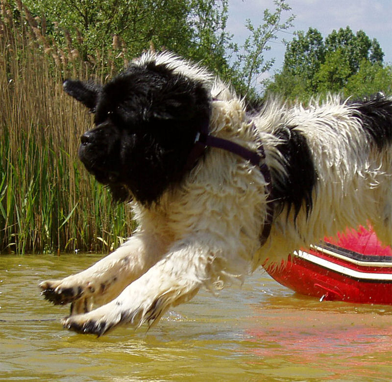 Yogi diving in